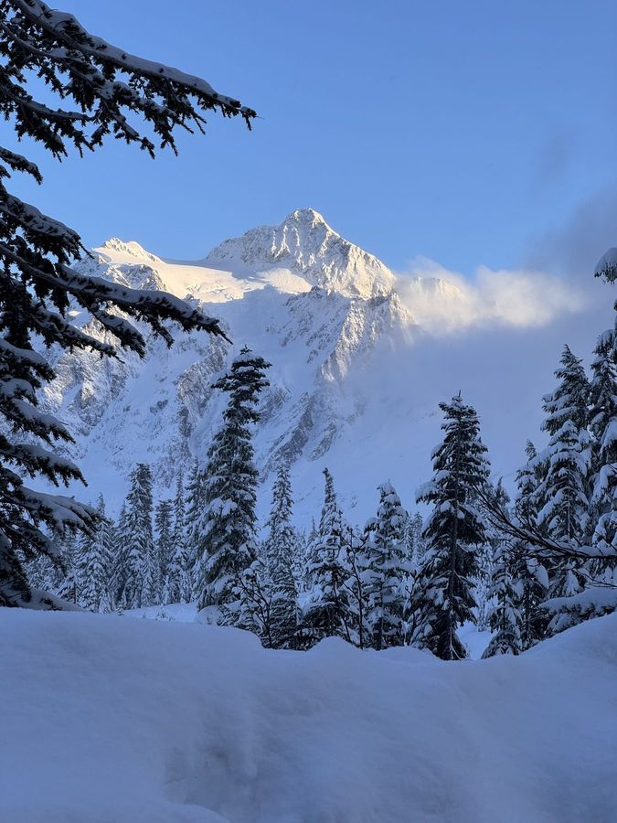 A snow-covered peak above a pine forest