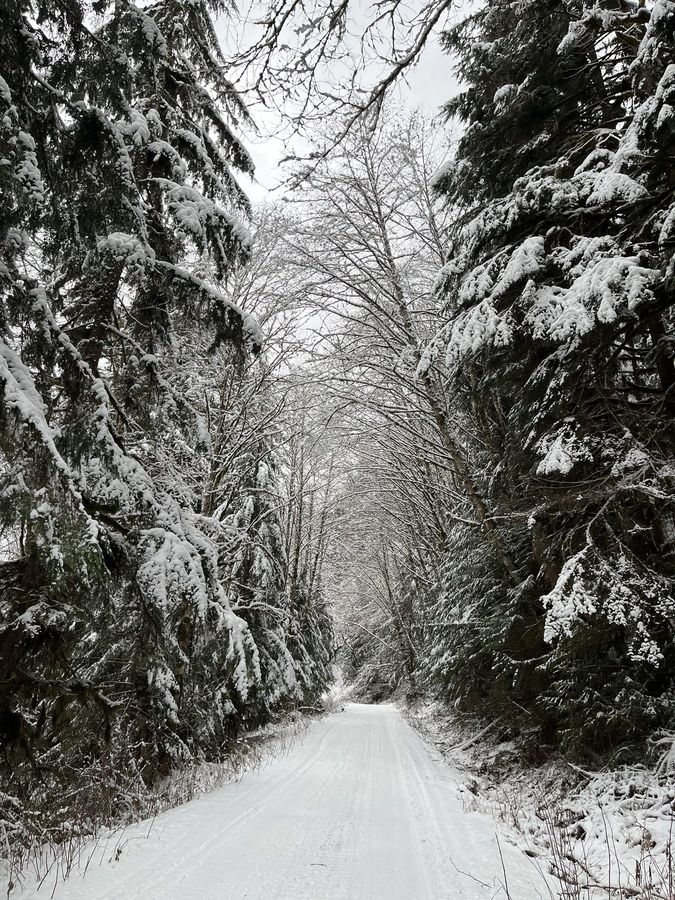 A snowy road through a tunnel of frosted trees