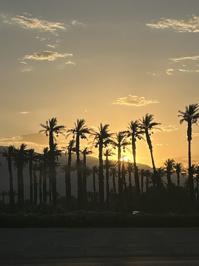 Palm trees in silhouette against a desert sunset