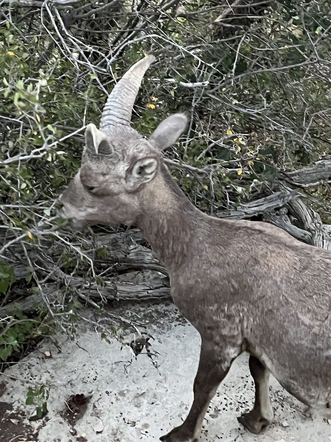 A bighorn sheep among the branches