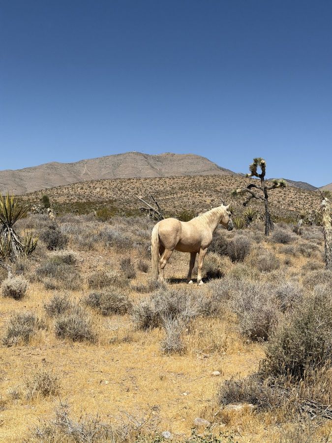 A wild horse among Joshua trees