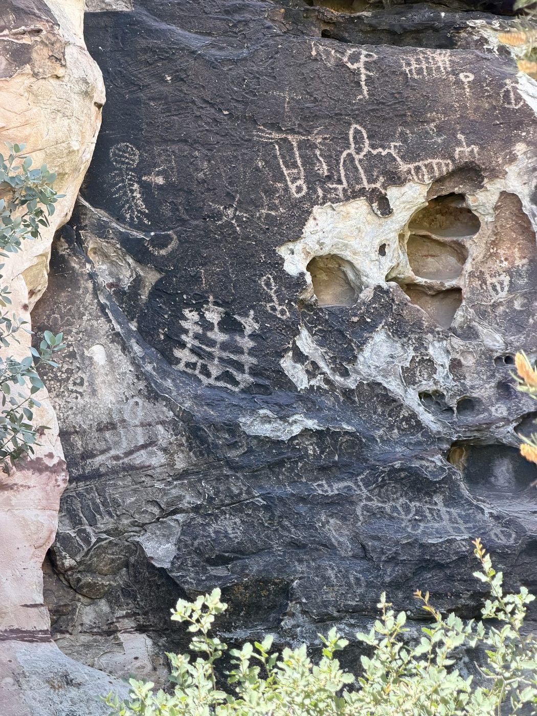 Ancient petroglyphs carved into dark rock above green desert scrub