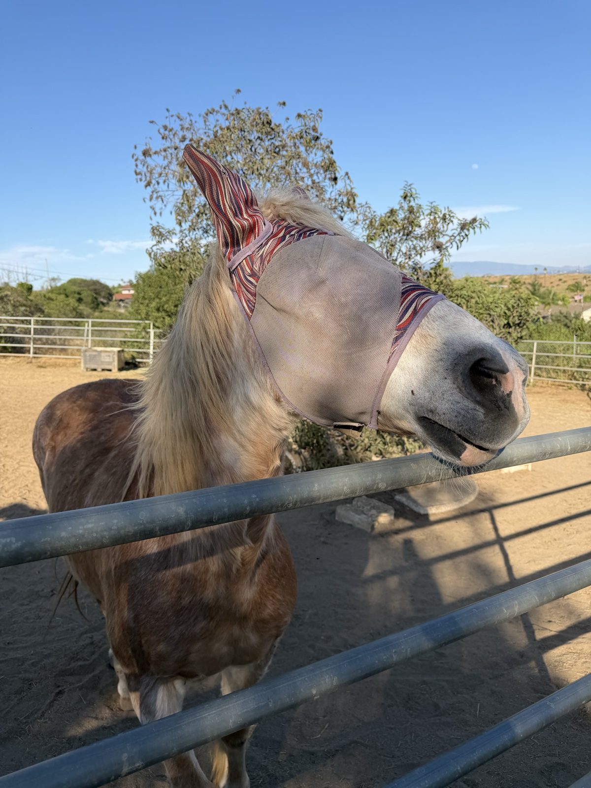 A pale horse in a pink-trimmed fly mask leaning over a metal fence, with a brown horse behind