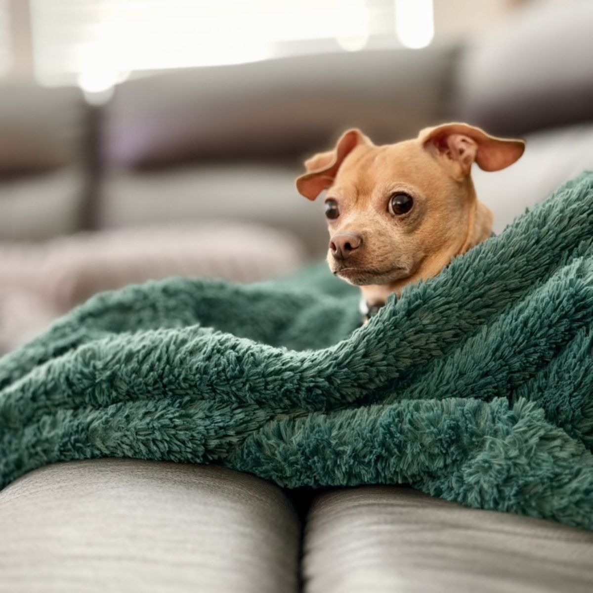 A small tan dog wrapped in a green blanket on a sofa