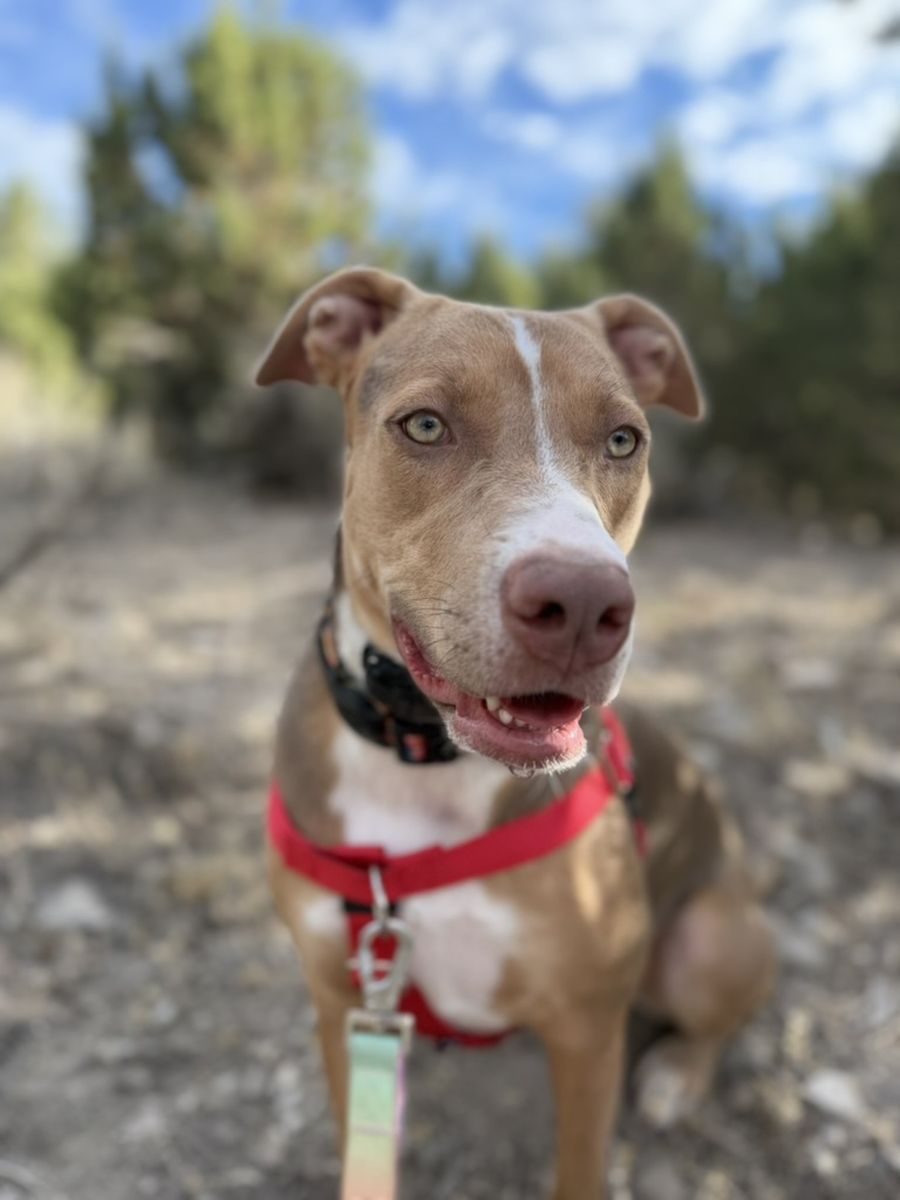 A brown and white dog in a red harness looking up on a gravel track