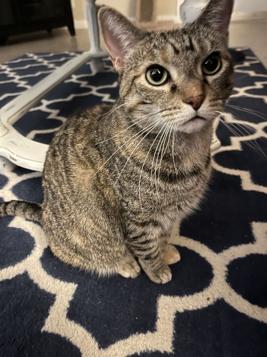 A tabby cat sitting upright on a patterned rug